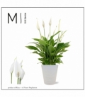 Spathiphyllum