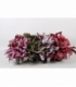 Begonia