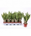 Sansevieria