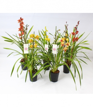 Cymbidium