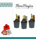 Amaryllis