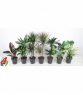 Indoor