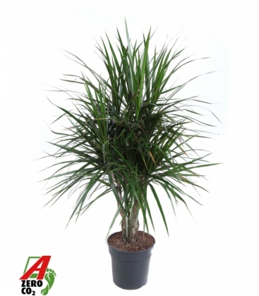 Dracaena