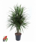 Dracaena
