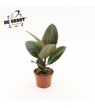 Ficus