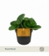 Peperomia