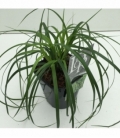 Carex