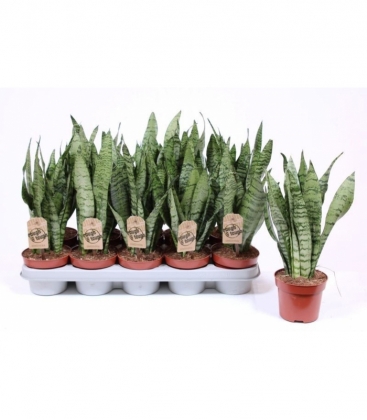 Sansevieria