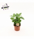 Coffea