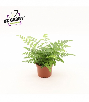 Asplenium