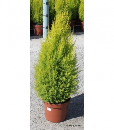 Cupressus