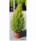 Cupressus