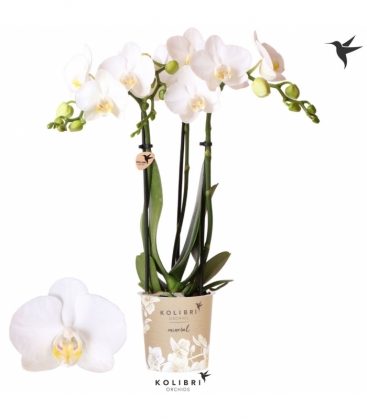 Phalaenopsis