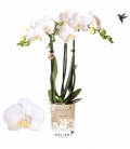 Phalaenopsis