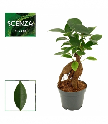 Ficus