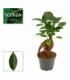 Ficus