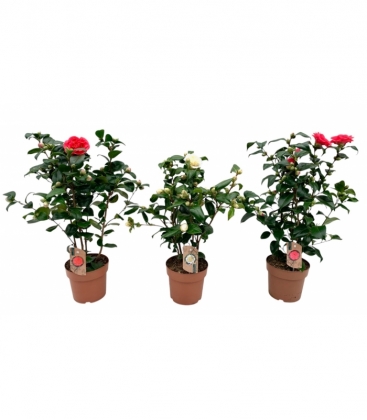 Camellia
