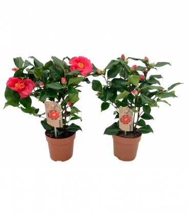 Camellia