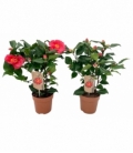 Camellia