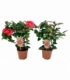 Camellia