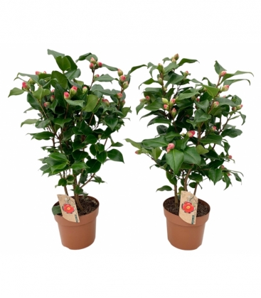 Camellia