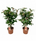 Camellia