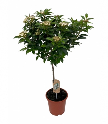 Viburnum