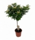 Viburnum