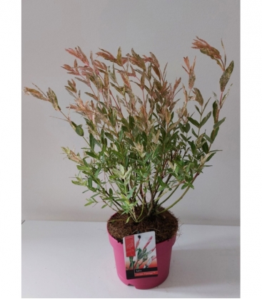 Salix