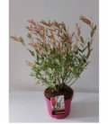Salix
