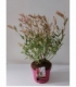 Salix