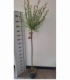 Salix