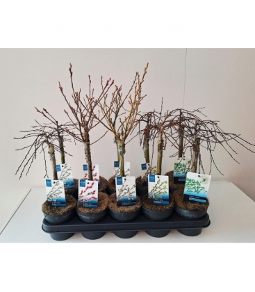 Salix