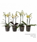 Phalaenopsis