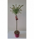 Salix