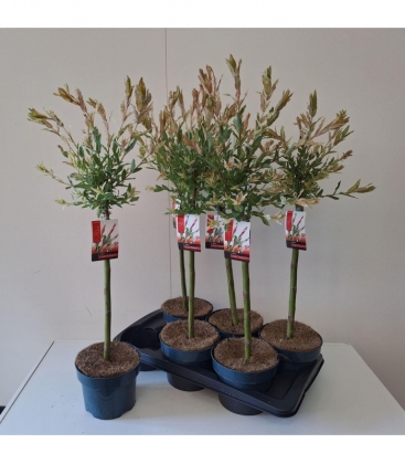 Salix