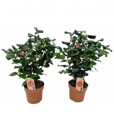 Camellia