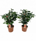 Camellia