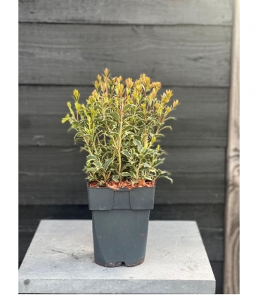 Osmanthus