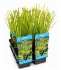 Cyperus