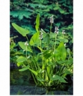 Pontederia