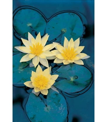 Nymphaea