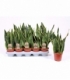 Sansevieria