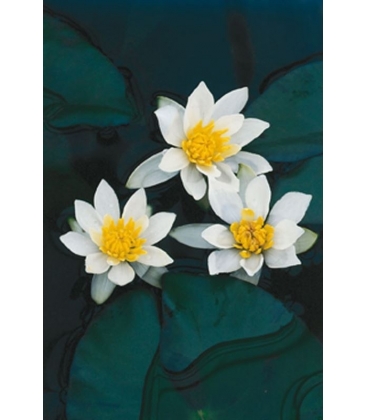Nymphaea