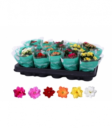 Kalanchoe
