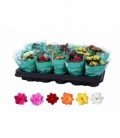 Kalanchoe
