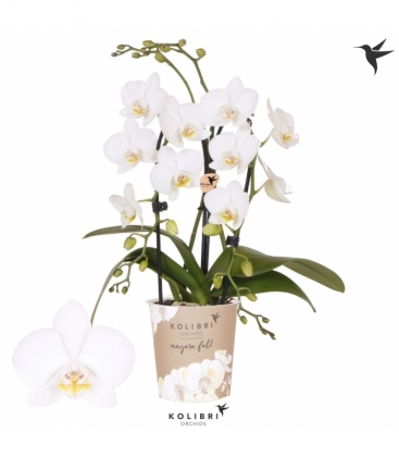 Phalaenopsis