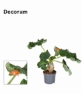 Jatropha