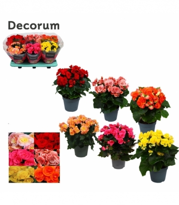 Begonia