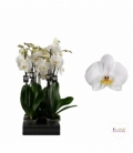Phalaenopsis